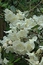 Carolyn Grace Rhododendron (Rhododendron 'Carolyn Grace') at Stonegate Gardens