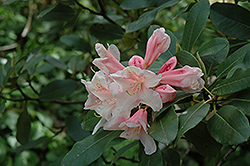 Souvenir of W.C. Slocock Rhododendron (Rhododendron 'Souvenir of W.C. Slocock') at Stonegate Gardens