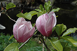 Serene Magnolia (Magnolia 'Serene') at Stonegate Gardens