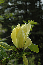 Sunburst Magnolia (Magnolia 'Sunburst') at Stonegate Gardens