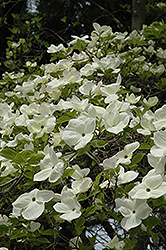 Eddie's White Wonder Flowering Dogwood (Cornus 'Eddie's White Wonder') at Stonegate Gardens