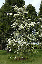 Eddie's White Wonder Flowering Dogwood (Cornus 'Eddie's White Wonder') at Stonegate Gardens