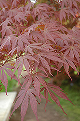 Hessei Japanese Maple (Acer palmatum 'Hessei') at Stonegate Gardens