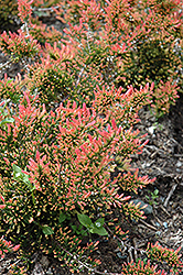 Red Fred Heather (Calluna vulgaris 'Red Fred') at Stonegate Gardens