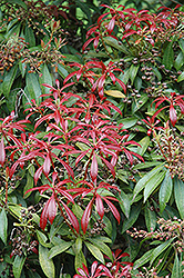 Valley Valentine Japanese Pieris (Pieris japonica 'Valley Valentine') at Lakeshore Garden Centres