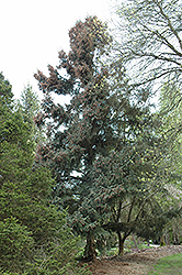 Coerulea White Spruce (Picea glauca 'Coerulea') at Stonegate Gardens