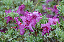 Saluenense Rhododendron (Rhododendron saluenense) at Stonegate Gardens