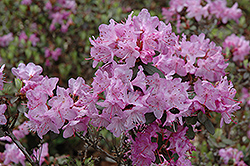 Alpine Rhododendron (Rhododendron calostrotum) at Stonegate Gardens