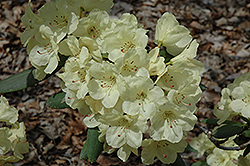 Vinecrest Rhododendron (Rhododendron 'Vinecrest') at Stonegate Gardens