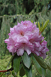 Fraser's Pink Rhododendron (Rhododendron 'Fraser's Pink') at Stonegate Gardens