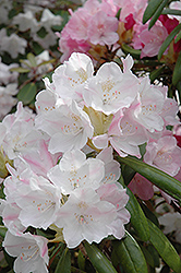 Yakushima Rhododendron (Rhododendron yakushimanum) at Stonegate Gardens