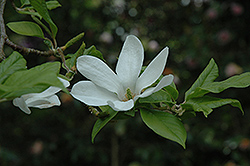 Zen Magnolia (Magnolia zenii) at Stonegate Gardens