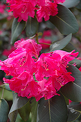 Round-Leaved Rhododendron (Rhododendron orbiculare) at Stonegate Gardens