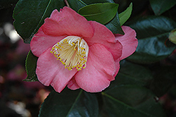 Dewatairin Camellia (Camellia japonica 'Dewatairin') at Stonegate Gardens