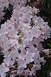 Davidson Rhododendron (Rhododendron davidsonianum) at Stonegate Gardens