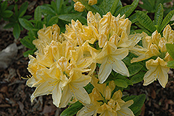 Yellow Azalea (Rhododendron luteum) at Stonegate Gardens