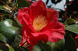 Jupiter Camellia (Camellia japonica 'Jupiter') at Stonegate Gardens