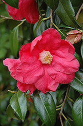 Eugene Bolen Camellia (Camellia japonica 'Eugene Bolen') at Stonegate Gardens