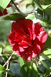 Warrrior Camellia (Camellia japonica 'Warrior') at Stonegate Gardens