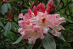 Lem's Cameo Rhododendron (Rhododendron 'Lem's Cameo') at Stonegate Gardens