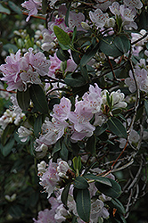 Oreotrephes Rhododendron (Rhododendron oreotrephes) at Stonegate Gardens