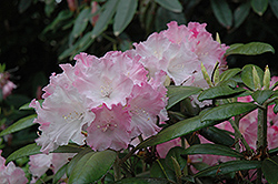 Harold Johnson Rhododendron (Rhododendron 'Harold Johnson') at Stonegate Gardens