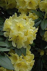Hotei Rhododendron (Rhododendron 'Hotei') at Stonegate Gardens