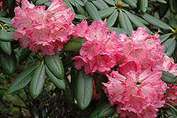 Noyo Brave Rhododendron (Rhododendron 'Noyo Brave') at Stonegate Gardens