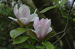 Verbanica Saucer Magnolia (Magnolia x soulangeana 'Verbanica') at Stonegate Gardens