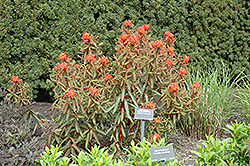 Dixter Spurge (Euphorbia griffithii 'Dixter') at Stonegate Gardens