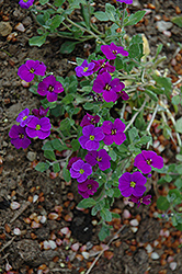 Royal Violet Rock Cress (Aubrieta 'Royal Violet') at Stonegate Gardens