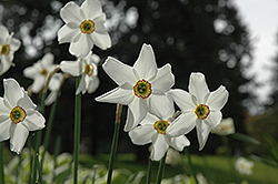 Pheasant's Eye Daffodil (Narcissus poeticus 'var. recurvus') at Stonegate Gardens