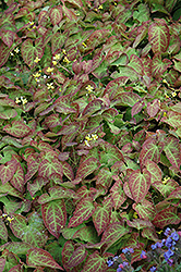 Froehnleiten Bishop's Hat (Epimedium x perralchicum 'Froehnleiten') at Lakeshore Garden Centres