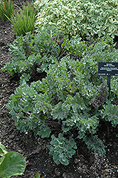 Sea Kale (Crambe maritima) at Stonegate Gardens