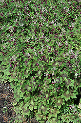 Samobor Cranesbill (Geranium phaeum 'Samobor') at Stonegate Gardens