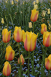 Blushing Beauty Tulip (Tulipa 'Blushing Beauty') at Stonegate Gardens