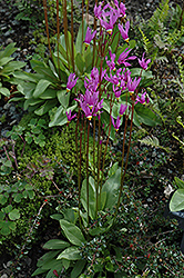 Shooting Star (Dodecatheon meadia) at Stonegate Gardens