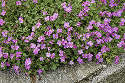 Purple Rock Cress (Aubrieta deltoidea) at Stonegate Gardens