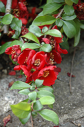 Crimson and Gold Flowering Quince (Chaenomeles x superba 'Crimson and Gold') at Stonegate Gardens