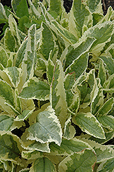 Variegated Figwort (Scrophularia auriculata 'Variegata') at Stonegate Gardens
