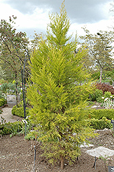 Yellow MacNab Cypress (Cupressus macnabiana 'Sulphurea') at Stonegate Gardens