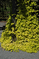 Golden Hops (Humulus lupulus 'Aureus') at Stonegate Gardens