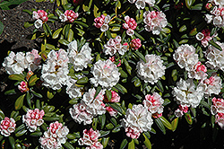 Koichiro Wada Rhododendron (Rhododendron yakushimanum 'Koichiro Wada') at Stonegate Gardens