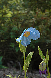 Lingholm Himalayan Blue Poppy (Meconopsis 'Lingholm') at Stonegate Gardens
