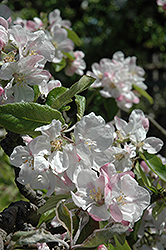 Wealthy Apple (Malus 'Wealthy') at Stonegate Gardens