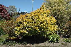 Katsura Japanese Maple (Acer palmatum 'Katsura') at Stonegate Gardens