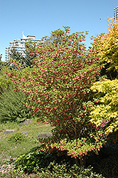 Redvein Enkianthus (Enkianthus campanulatus) at Lakeshore Garden Centres
