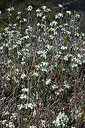 Alba Bog Rosemary (Andromeda polifolia 'Alba') at Stonegate Gardens
