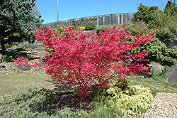 Shindeshojo Japanese Maple (Acer palmatum 'Shindeshojo') at Stonegate Gardens