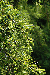 Repandens Deodar Cedar (Cedrus deodara 'Repandens') at Stonegate Gardens